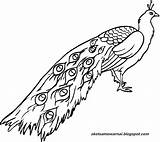 Burung Merak Sketsa Mewarnai sketch template