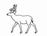 Deer Coloring Mule Drawing Pages Drawings Book Color Getdrawings Getcolorings Advertisement Printable sketch template