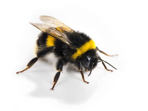 scientists train bumblebees  score goals  tiny footballs  treats