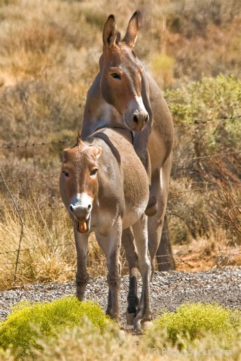 Wild Burros Mating Sex In Red Rock Canyon National Conserv