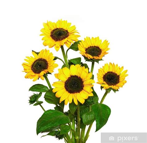 Bouquet Of Sunflowers Isolated On White Background Poster