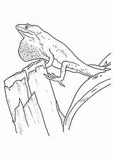 Eidechse Gecko Ausmalbild Q2 sketch template