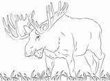 Elch Moose Malvorlage Calf Weihnachten sketch template