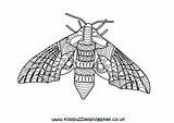 Moth Mindfulness sketch template