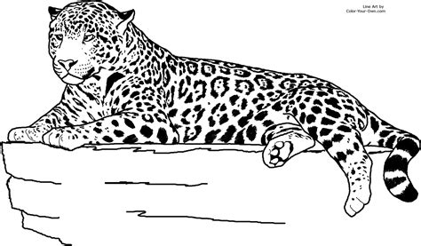jaguar laying  coloring page