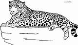 Jaguar Coloring Printable Pages Animal Rainforest Clipart Animals Realistic Kids Color Laying Colouring Print Sheets Head Size Down Cheetah Template sketch template