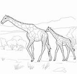 Coloring Giraffe Baby Pages Mother Drawing Animals Realistic Adults Mom Printable Color Easy Supercoloring Giraffes Super sketch template