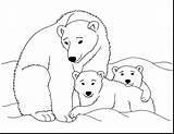 Polar Bear Coloring Pages Cub Printable Kermode Bears Drawing Print Animal California Color Baby Clipart Clip Arctic Animals Kids Sheets sketch template