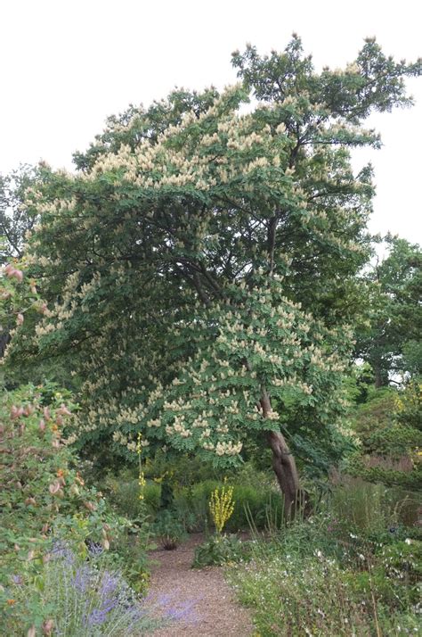 maackia amurensis trees  shrubs