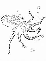 Octopus Oceano Polpo Pulpo Polvo Colorkid Submarino Ozean Unterwasserwelt Squalo Subacqueo Animali sketch template
