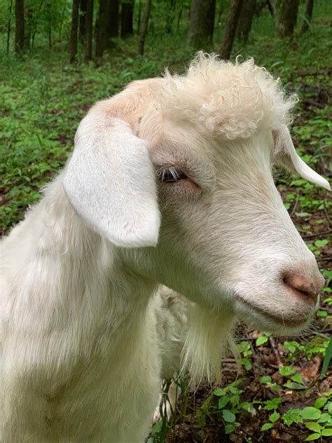 post pics  cute goat hairstylesolivers afro jackson