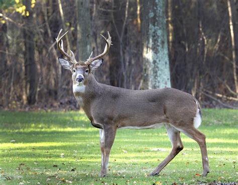 outbreak  disease affecting northeast ohio deer herds clevelandcom