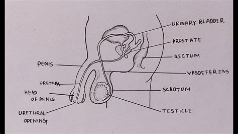 male reproductive system picture  label images   finder
