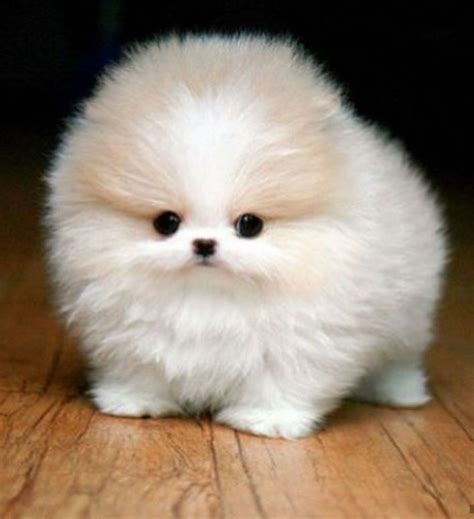 pin  aly mon  lovely cute teacup puppies fluffy animals cute