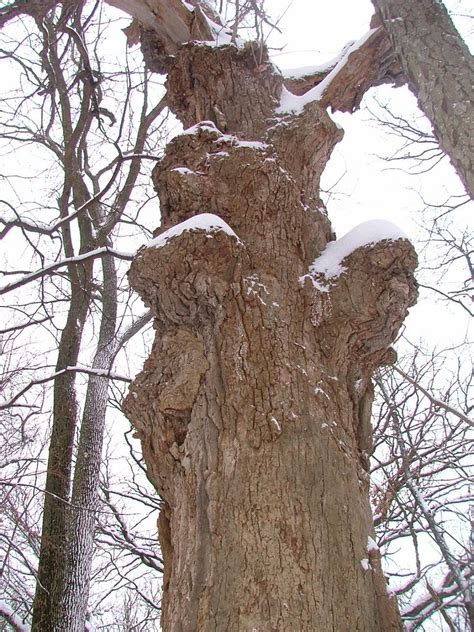 tree   bra tree  bazoombas lakewood fores flickr