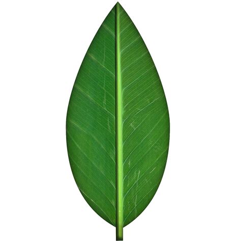green leaf texture  spiralgraphic  deviantart