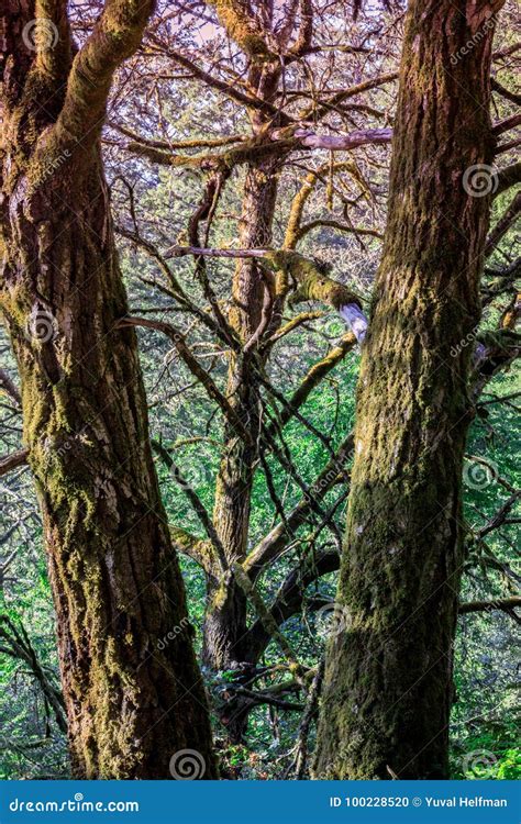 douglas fir forest stock photo image  francisco outdoors