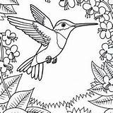 Nectar Hummingbird Steady Designlooter sketch template
