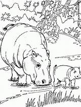Hippo sketch template