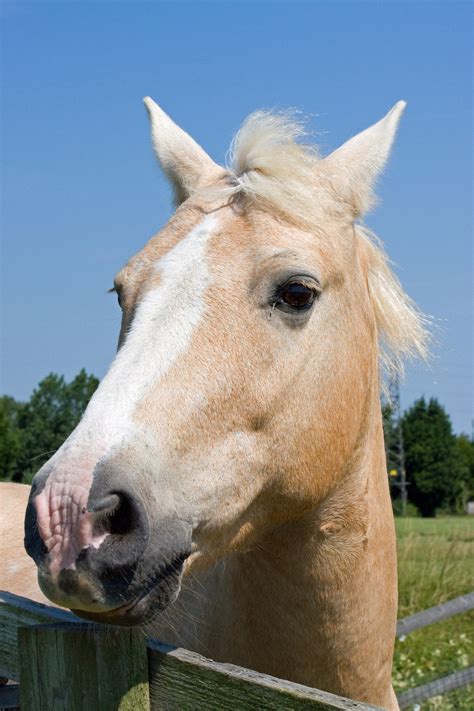 horse head portrait  stock photo public domain pictures