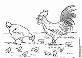 Coloring Rooster Hen Chickens Pages Printable Large Mewarnai sketch template