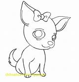 Chihuahua Chiwawa Puppy Coloriage Chihuahuas Simplicity Getcolorings sketch template