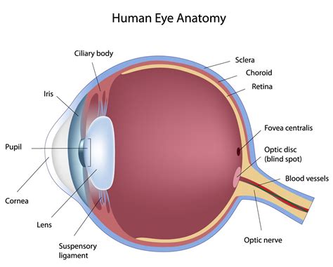 anatomy eye chart eye anatomy human eye diagram eye anatomy diagram