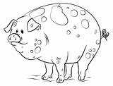 Pig Coloring Pages Cartoon Pigs Draw Fat Toddlers Adults Cute Printable Book Drawing Piggies Color Animals Kids Piggy Bad Head sketch template