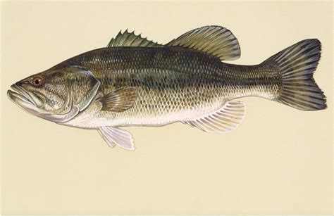 filelargemouth bass fish art work micropterus salmoidesjpg