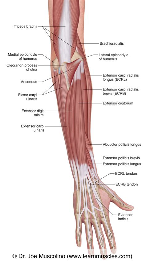 muscles   posterior forearm superficial view learn muscles
