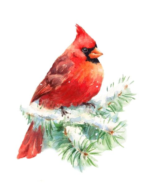 Cardinal Bird In Snow Beautiful Watercolor Art