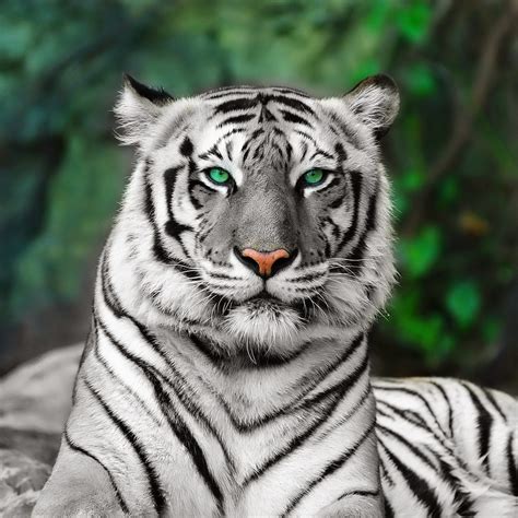 animal world tigres