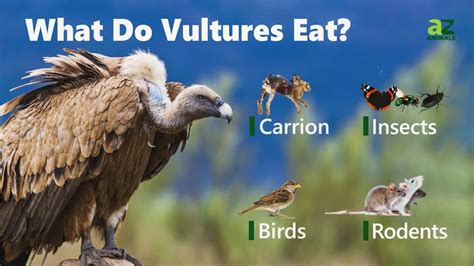 vultures eat  foods   diet imp world