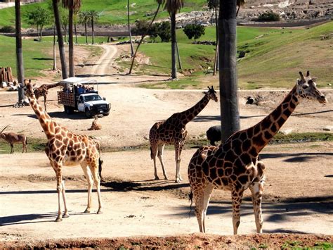san diego zoo safari park tips     visit