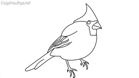 draw  cardinal bird step  step  easy phase video