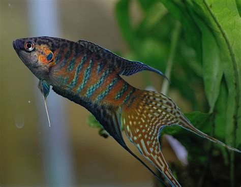 awesome cold water fish  freshwater aquariums  pictures