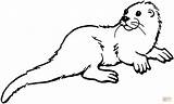 Otter Clipart Sea Coloring Pages River Animal Clip Drawing Printable Template Color Cliparts Otters Templates Animals Drawings Colouring Kids Creature sketch template
