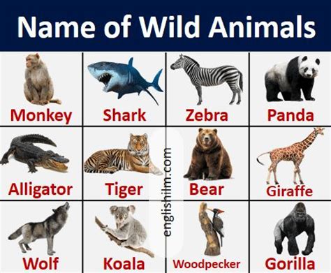 wild animals  list  popular wild animals   images