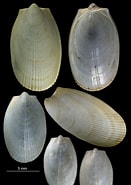 Afbeeldingsresultaten voor "limatula Gwyni". Grootte: 131 x 185. Bron: naturalhistory.museumwales.ac.uk