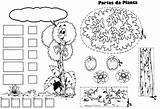 Partes Completar Colorea Reino Coloreatudibujo Lesson Asxlab Infantil Atividades Tipo sketch template