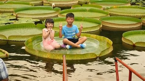 these giant water lilies are so big you can sit on them and float