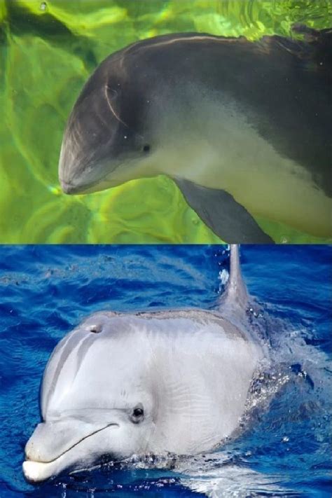 What’s The Difference Between Dolphins And Porpoises