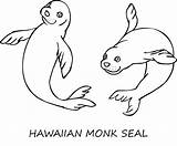 Seal Monk Coloring Pages Color Animal Animals Print Printable Sheet Back 48kb sketch template