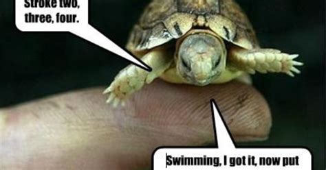 funny captions stroke two three four swimming i got