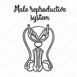 Reproductive Uterus Outline sketch template