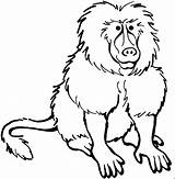 Baboon Babouin Babuino Printablefreecoloring Uncolored Colorier Tattooimages sketch template