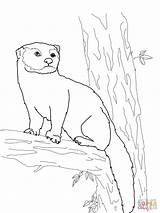 Fisher Cat Coloring Pages Drawing Printable Supercoloring Color sketch template