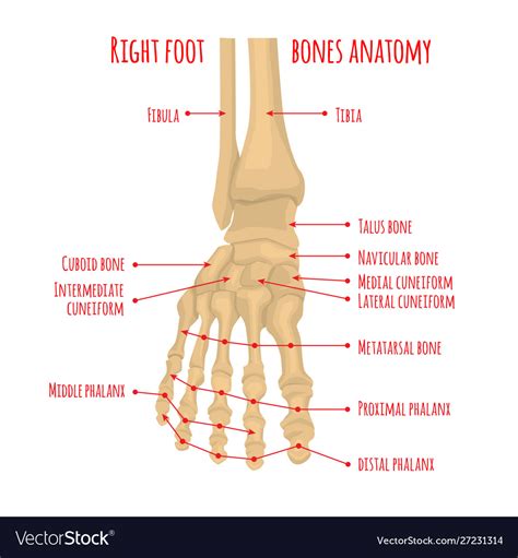 foot bones anatomy royalty  vector image vectorstock