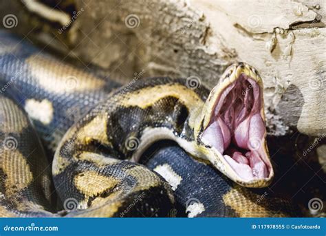 opened mouth python stock image image  constrictor