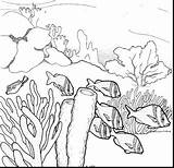 Reef Coral Drawing Ecosystem Coloring Ocean Barrier Great Pencil Drawings Pages Clipart Sea Underwater Draw Sketch Printable Fish Easy Template sketch template